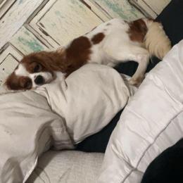 Parish - Cavalier King Charles Spaniel