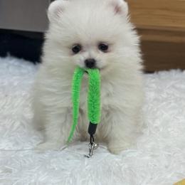 White boy - White male Pomeranian puppy in Silver Springs, New York from Humehill
