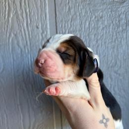 Jules - Black brown and white female Basset Hound puppy in New Mexico from Long Dog Ranch