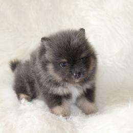 Flint - Blue and tan male Pomeranian puppy in San Marcos, Texas from Hill Country Poms
