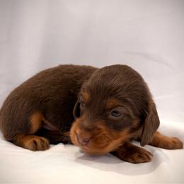 Storm - Chocolate and tan male Dachshund puppy in Southwest Ranches, Florida from Breezy Florida Dachshunds