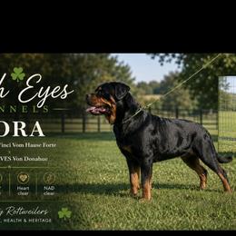 DORA - Rottweiler