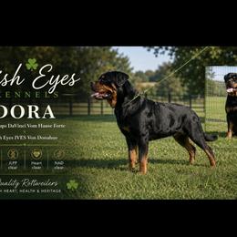 DORA - Rottweiler