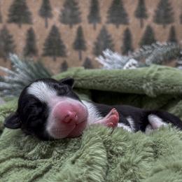 Border Collie, Papillon, Sporty Mix, and Whippet Puppies from Old Hemp Border Collies / Open Horizon Sport Dogs