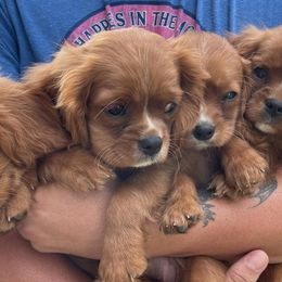 Cavalier King Charles Spaniels from Charly's Cavaliers