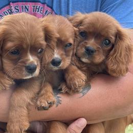 Cavalier King Charles Spaniels from Charly's Cavaliers