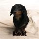 Bandit-AKC