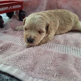 Male 1 - Apricot - Apricot male Schnoodle puppy in New Cambria, Kansas from Shrivers' Sweethearts
