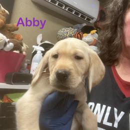 Abby - Yellow female Labrador Retriever puppy in Tigard, Oregon from Morrison Labrador Retreivers