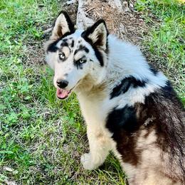 Siberian Huskies from Leanna Bartrum