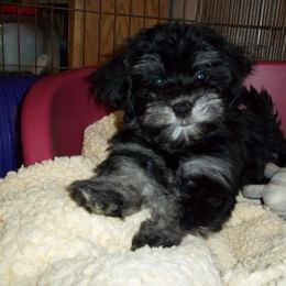 Havanese Puppies from Selah Havanese
