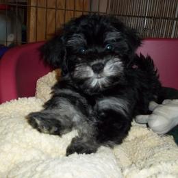 Havanese Puppies from Selah Havanese
