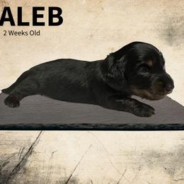 Caleb - Black and tan male Dachshund puppy in Humble, Texas from Foley Dachshunds