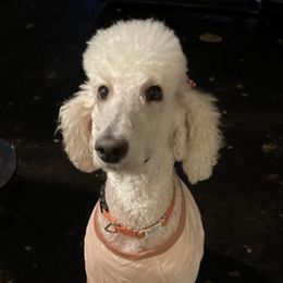 Goldendoodles and Poodles from Lyrical Doodles and Poodles