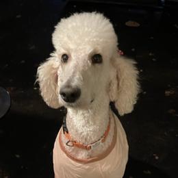 Goldendoodles and Poodles from Lyrical Doodles and Poodles