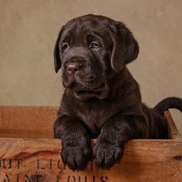 Labrador Retriever Puppies from Prairie Rose Retrievers