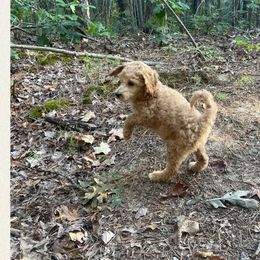 Ginger - Poodle puppy from Ransone’s Ridge Runners Poodles and Doodles