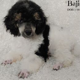 Bajie - Poodle