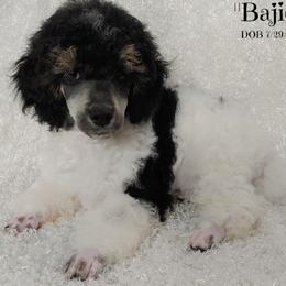 Bajie - Poodle