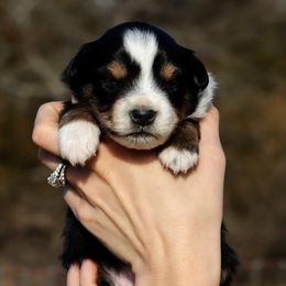 Toy Australian Shepherd Puppies from Marvel T Farm