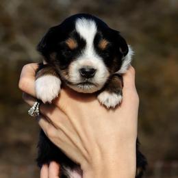 Toy Australian Shepherd Puppies from Marvel T Farm