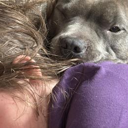 American Pit Bull Terriers from IGY6 Kennels