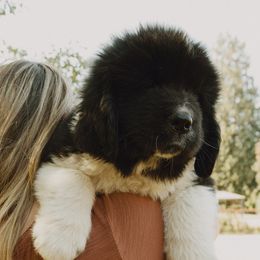 Newfoundland Puppies from Rainshadow Newfoundlands