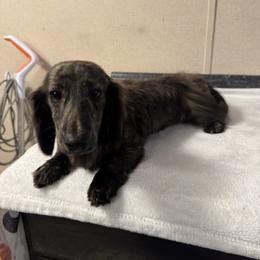 Azrael - Dachshund