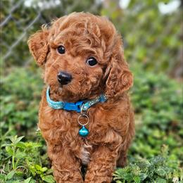 Bullwinkle - Red  male Poodle puppy in Salem, Missouri from Meadowbrook Poodles