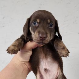 Tim - Chocolate and cream male Dachshund puppy in Anaconda, Montana from Williams Family Dachshunds