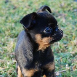 Sammy - Brussels Griffon