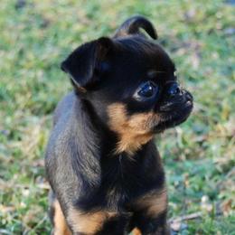Sammy - Brussels Griffon