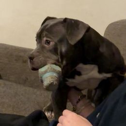 Chewy - Black tri-color female American Bully puppy in Tallahassee, Florida from Alpha Street Bully Kennels