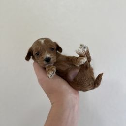 Petunia - Red female Double Doodle puppy in San Jose, California from Doodle Amore