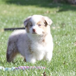 Butterscotch - Red merle female Miniature American Shepherd puppy in Stephenville, Texas from Diamond H Aussies