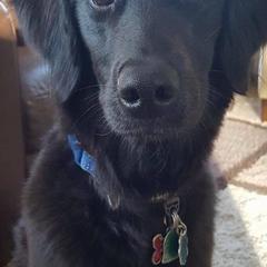 Double Doodle All Grown Up from Lionheart Doodles