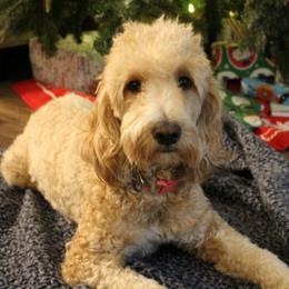 Izzy - Goldendoodle