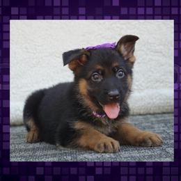 Nova - Black and red female German Shepherd puppy in Muldrow, Oklahoma from Reizarf Kennels