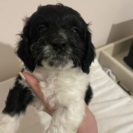 Cavapoos and Poodles from Lowcountry Cavapoos and Toy Poodles
