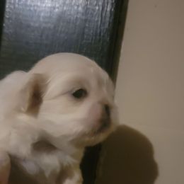 Frosty - Cream female Pekingese puppy in Burns, Kansas from Pekingese Dynasty