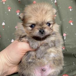 Whisky - Orange male Pomeranian puppy in Coram, New York from Willow Dove Pugs