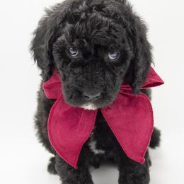 Blitzen - Blue Collar - Black male Labradoodle puppy in Lehi, Utah from Our Little Farm Life Doodles