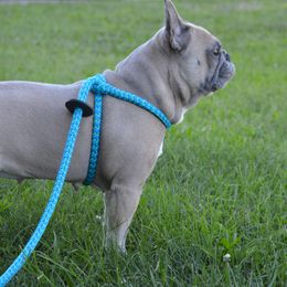 Coraline - French Bulldog