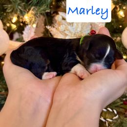 Marley - Tri-color male Bernedoodle puppy in Auburndale, Florida from Florida Mini Bernedoodles