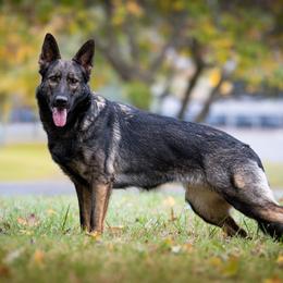 Moxie - German Shepherd