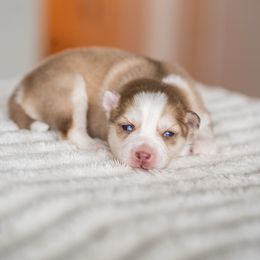 Coral - Red and white Pomsky puppy in Bellevue, Washington from The Pomsky Garden