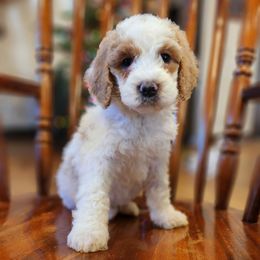 Frenchie - Yellow and white female Bernedoodle puppy in Pollock Pines, California from Ten Acre Wood Doodles