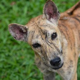 LIBERTY KATY - Vietnamese Phu Quoc Ridgeback
