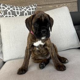 Boxer Puppies from The Holistic Boxer