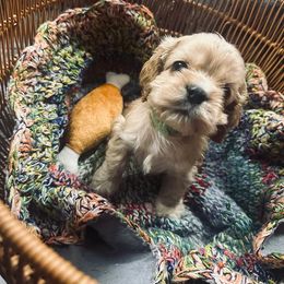 Boy 1 - Buff Cocker Spaniel puppy in Randleman, North Carolina from Samuel's Cocker Spaniels